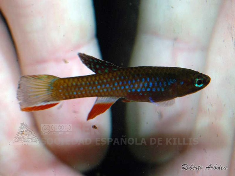 Diapteron_georgiae_GWW_86-2_-_Roberto_Arbolea__.jpg