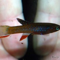 <i>Diapteron georgiae</i> GWW 86-2 - Roberto Arbolea  