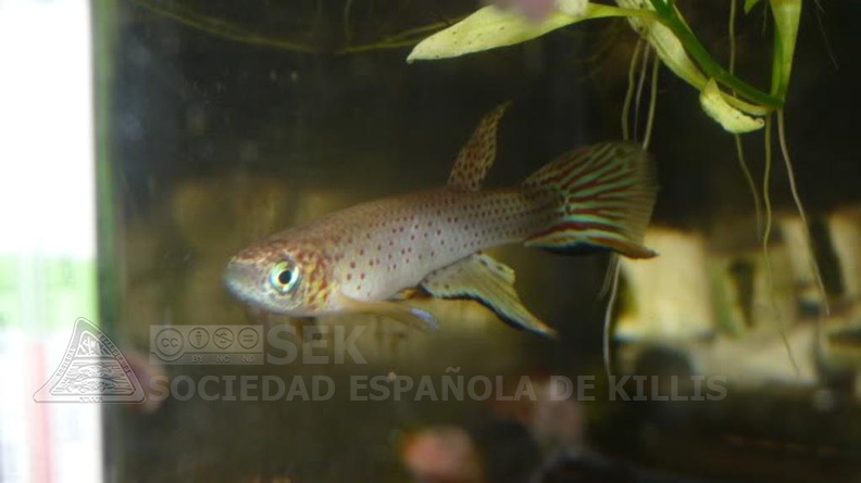 Aphyolebia Scheleseri Rio Itaya KCA 80-08 F1 - Jesus Benitez Talavera  