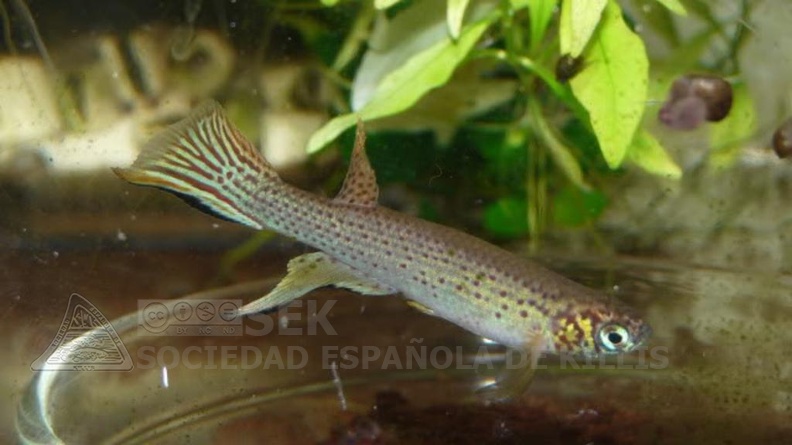 Aphyolebia_Scheleseri_Rio_Itaya_KCA_80-08_F1_-_Jesus_Benitez_Talavera___.jpg