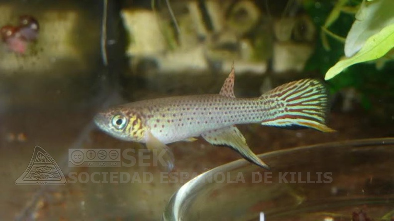 Aphyolebia Scheleseri Rio Itaya KCA 80-08 F1 - Jesus Benitez Talavera    