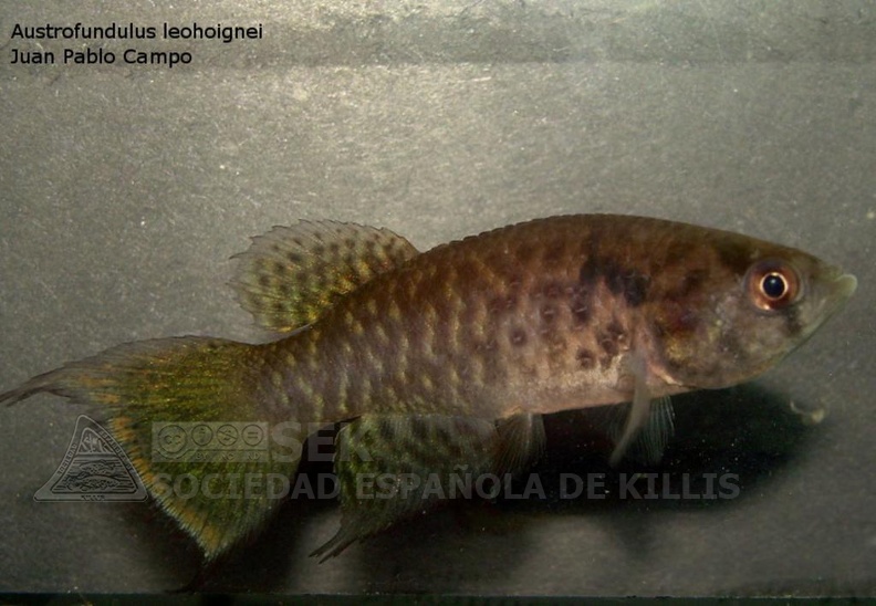 Austrofundulus_leohoignei_-_Juan_Pablo_Campo_Fort.jpg