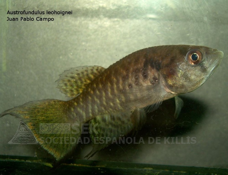 Austrofundulus leohoignei - Juan Pablo Campo Fort 