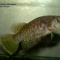 Austrofundulus_leohoignei_-_Juan_Pablo_Campo_Fort_.jpg