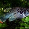 Austrofundulus leohoignei VEN 2009-2 3 2Km North to Sanare - Roberto Arbolea