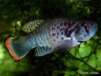 Austrofundulus leohoignei VEN 2009-2 3 2Km North to Sanare - Roberto Arbolea