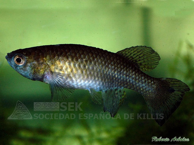 Austrofundulus leohoignei VEN 2009-2 3 2Km North to Sanare - Roberto Arbolea 