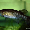 Austrofundulus leohoignei VEN 2009-2 3 2Km North to Sanare - Roberto Arbolea 