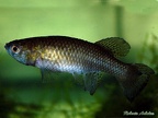 Austrofundulus leohoignei VEN 2009-2 3 2Km North to Sanare - Roberto Arbolea 