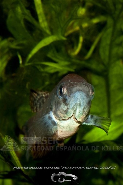 Austrofundulus_rupununi_Anaraputa_-_Santi_Barandica.jpg