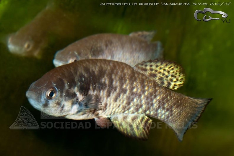 Austrofundulus rupununi Anaraputa - Santi Barandica 