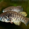 Austrofundulus_rupununi_Anaraputa_-_Santi_Barandica_.jpg