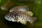 Austrofundulus rupununi Anaraputa - Santi Barandica 