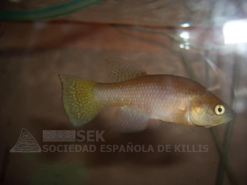 Austrofundulus sp. aff. limnaeus Aquarium strain - Simeon