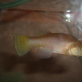 Austrofundulus sp. aff. limnaeus Aquarium strain - Simeon