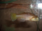 Austrofundulus sp. aff. limnaeus Aquarium strain - Simeon