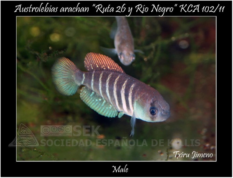 Austrolebias Arachan Ruta26 y Rio Negro KCA 102 11 - Iban Jimeno