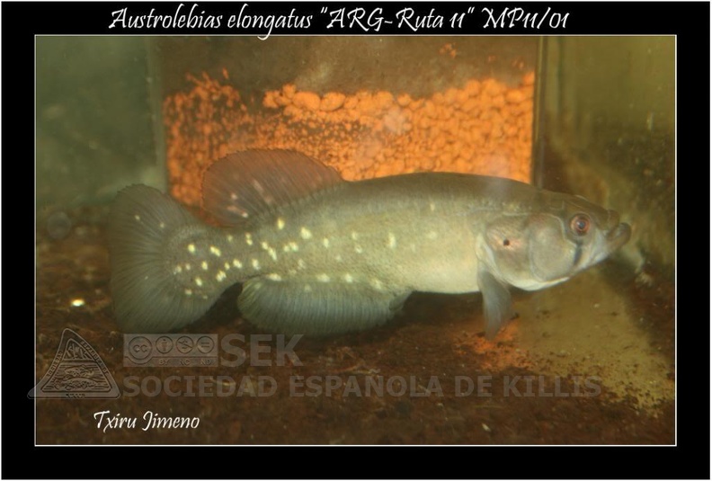 Austrolebias Elongatus ARG Ruta11 MP 11 01 - Iban Jimeno