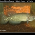 Austrolebias Elongatus ARG Ruta11 MP 11 01 - Iban Jimeno