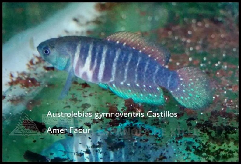 Austrolebias_Gymnoventris_Castillos_-_Amer_Faour.jpg