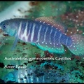 Austrolebias Gymnoventris Castillos - Amer Faour