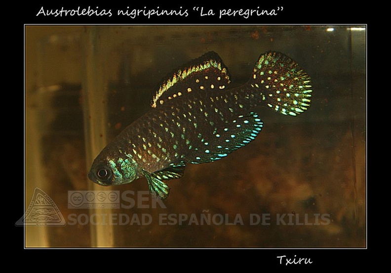 Austrolebias Nigripinnis La Peregrina - Iban Jimeno