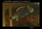 Austrolebias Nigripinnis La Peregrina - Iban Jimeno