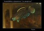 Austrolebias Nigripinnis La Peregrina - Iban Jimeno