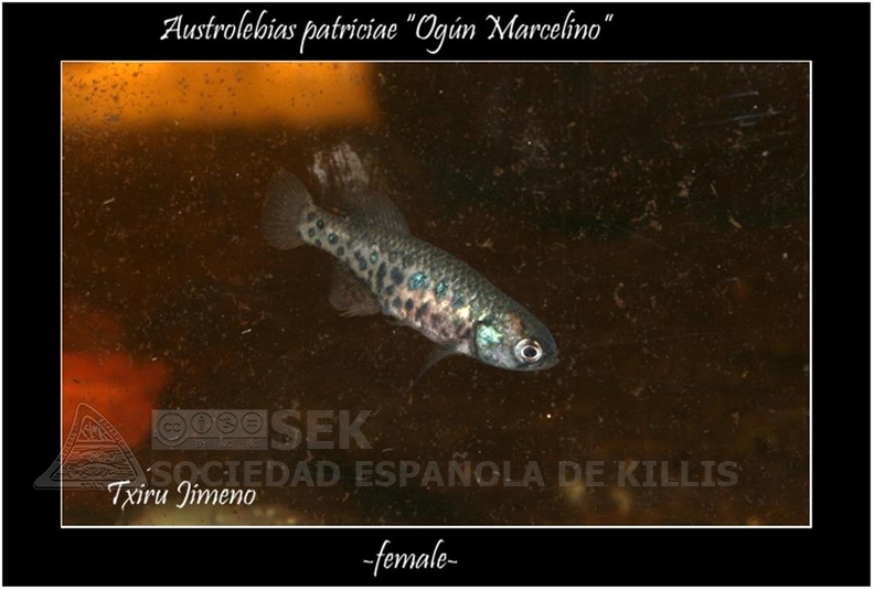 Austrolebias_Patriciae_Ogun_Marcelino_ARG_GJKM_13_03_-_Iban_Jimeno.jpg