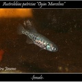 Austrolebias_Patriciae_Ogun_Marcelino_ARG_GJKM_13_03_-_Iban_Jimeno.jpg