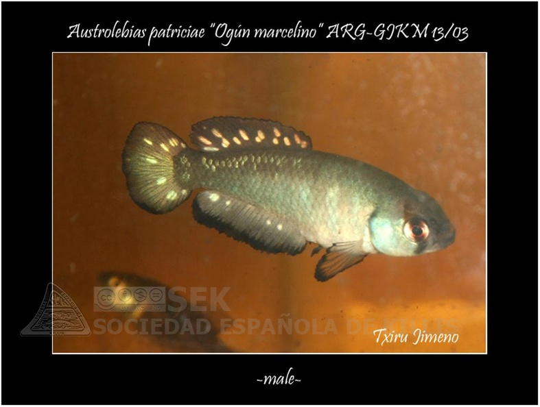 Austrolebias_Patriciae_Ogun_Marcelino_ARG_GJKM_13_03_-_Iban_Jimeno_.jpg