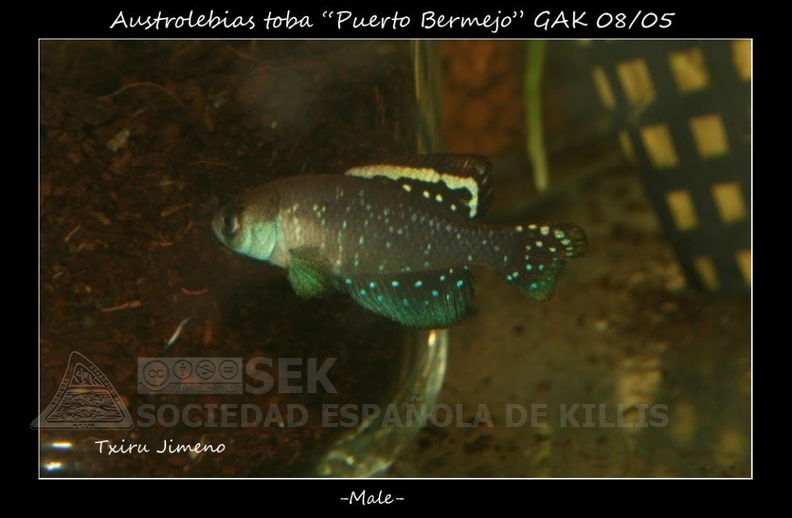Austrolebias_Toba_Puerto_Bermejo_GAK_08_05_-_Iban_Jimeno.jpg
