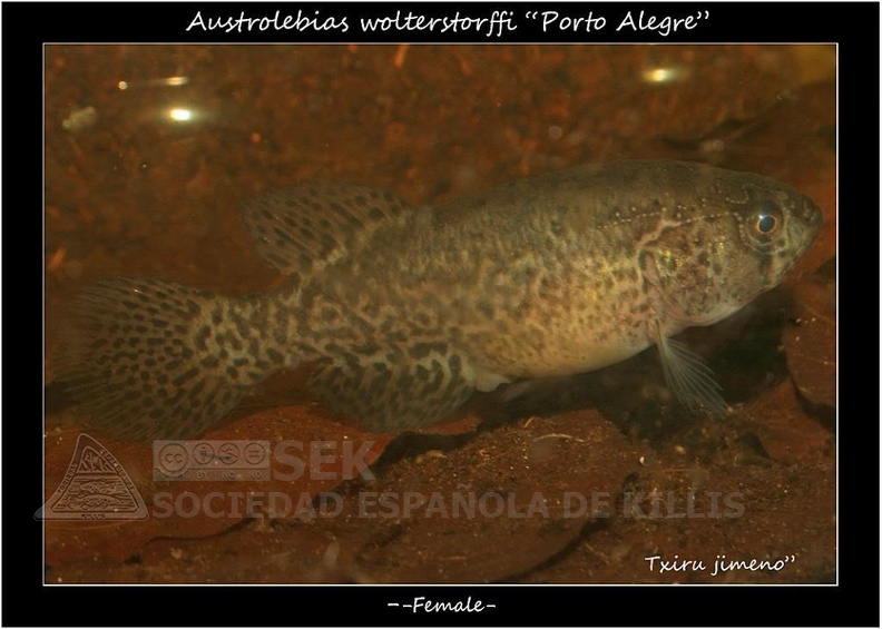 Austrolebias Wolterstorffi Porto Alegre - Iban Jimeno