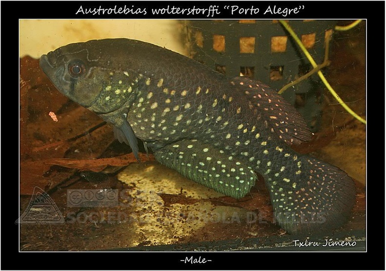 Austrolebias_Wolterstorffi_Porto_Alegre_-_Iban_Jimeno_.jpg