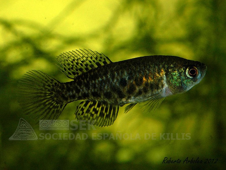 Austrolebias_alexandri_San_Javier_-_Roberto_Arbolea__.jpg