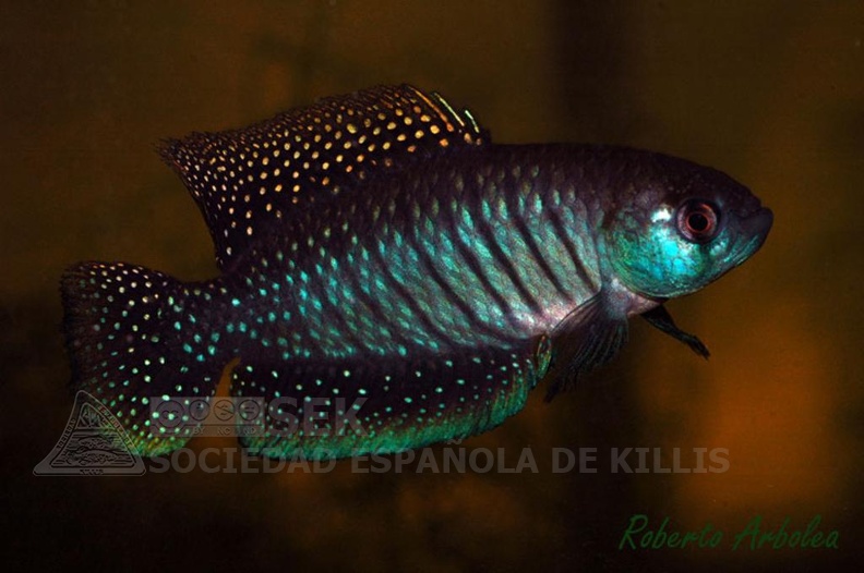 Austrolebias_alexandri_San_Javier_-_Roberto_Arbolea___.jpg