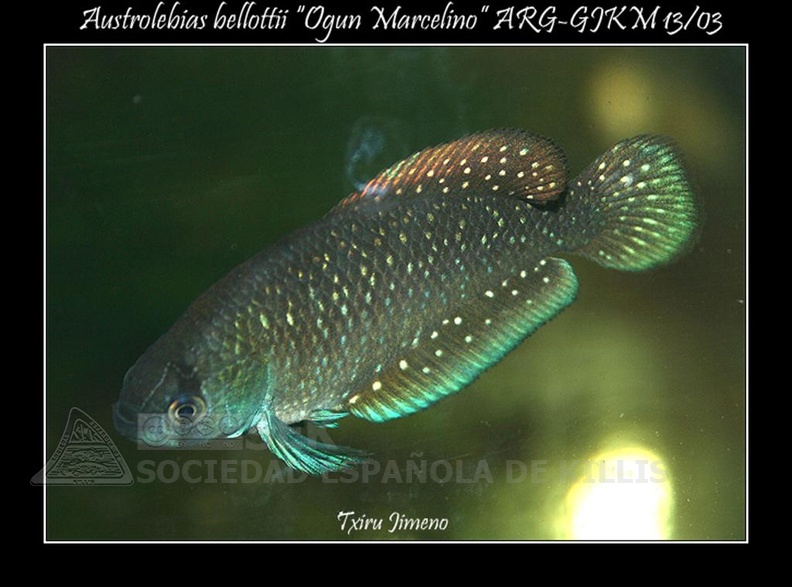 Austrolebias_bellottii_OgunMarcelino_-_Iban_Jimeno.jpg
