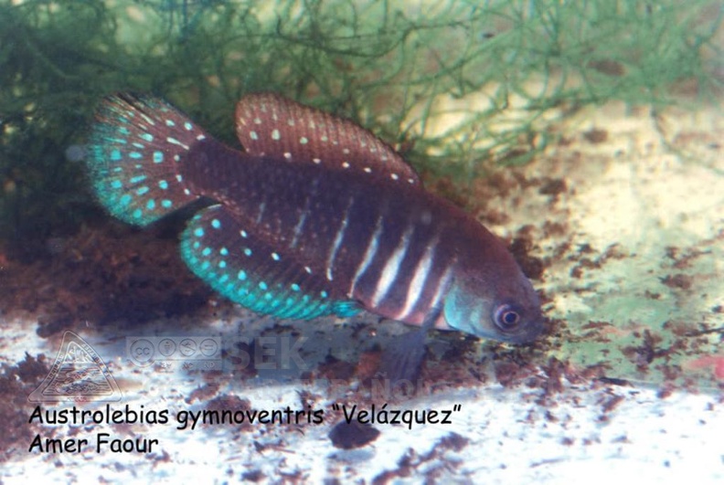 Austrolebias_gymnoventris_Velazquez_-_Amer_Faour.jpg