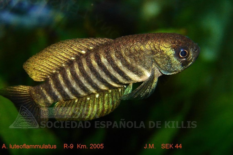 Austrolebias_luteoflammulatus_R-9_Km_2005_-_Jose_Manuel_Gonzalez_Perez.jpg