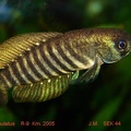 Austrolebias luteoflammulatus R-9 Km 2005 - Jose Manuel Gonzalez Perez
