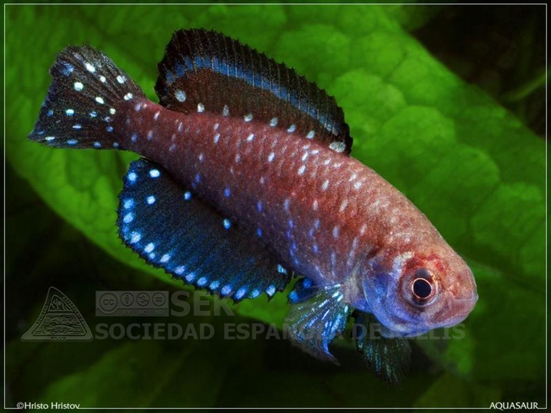 Austrolebias_nigripinnis_-_Hristo_Hristov.jpg