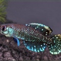 Austrolebias nigripinnis - Hristo Hristov 