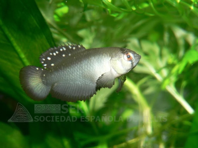 Austrolebias_patriciae_Rio_de_Oro_-_Jesus_Anadon.jpg
