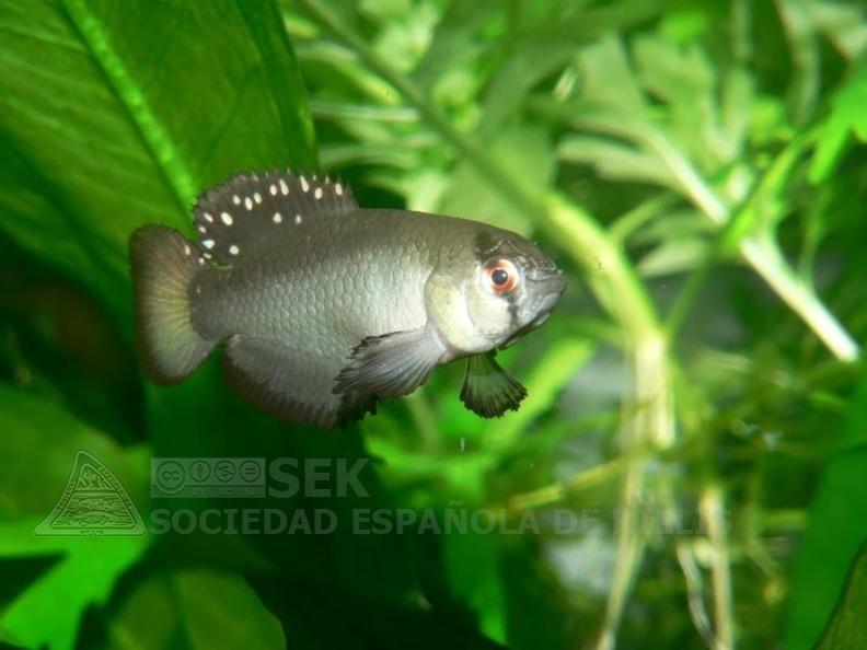 Austrolebias_patriciae_Rio_de_Oro_-_Jesus_Anadon_.jpg