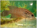 Cynolebias itapicuruensis Capim Grosso - Luciano Perez