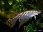 Gnatholebias zonatus VPS 04-07 - Roberto Arbolea