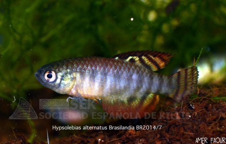 Hypsolebias Alternatus Brasilandia BR2014 7 - Amer Faour