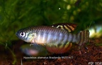 Hypsolebias Alternatus Brasilandia BR2014 7 - Amer Faour