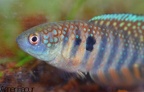 Hypsolebias Notatus Nova Roma BR2014 5 - Amer Faour