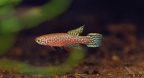 Leptolebias Aureoguttatus PAranagua - Amer Faour